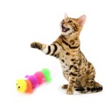 6pcs Soft Rubber Pet Toys - Image 3
